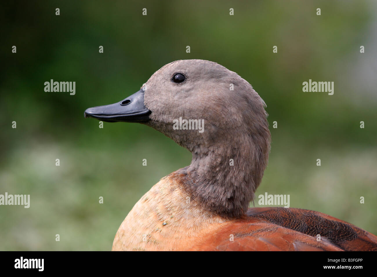 Voce maschile Sud Africano o del capo, Shelduck Tadorna cana Foto Stock