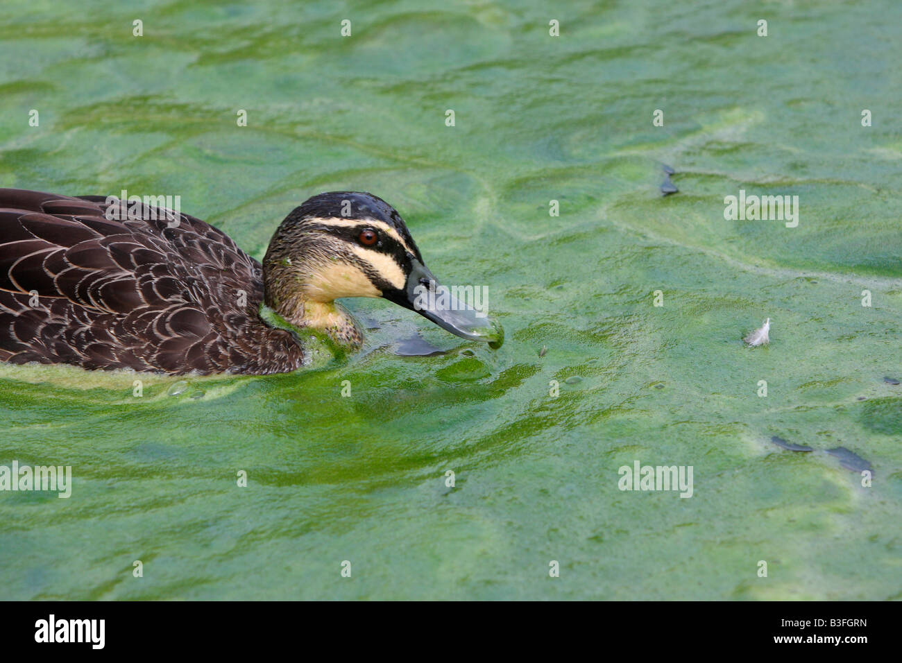 Australian black duck a nuotare in acqua di stagno coperto dalla fioritura algale Foto Stock