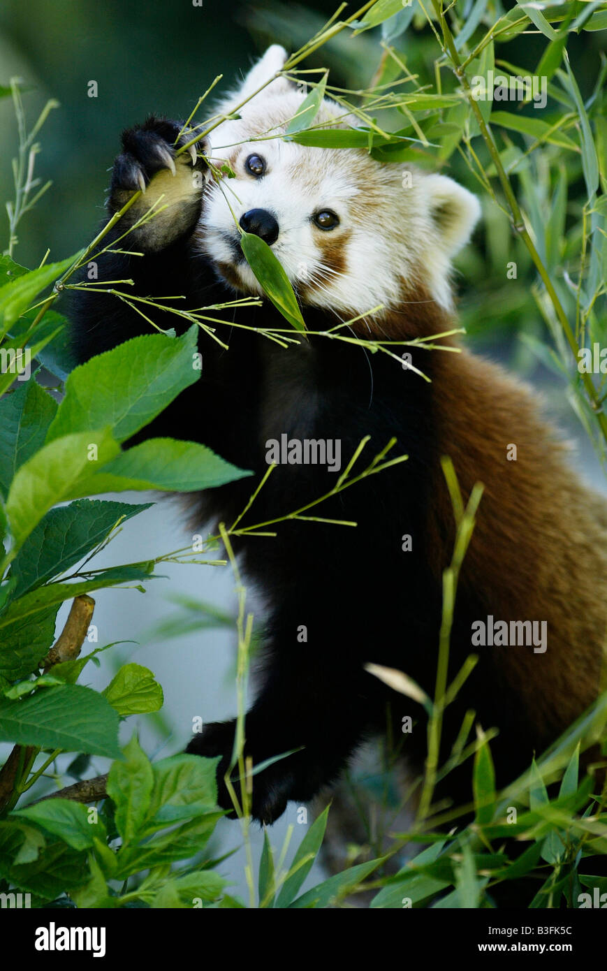 Panda Ailurus fulgens panda rosso Foto Stock