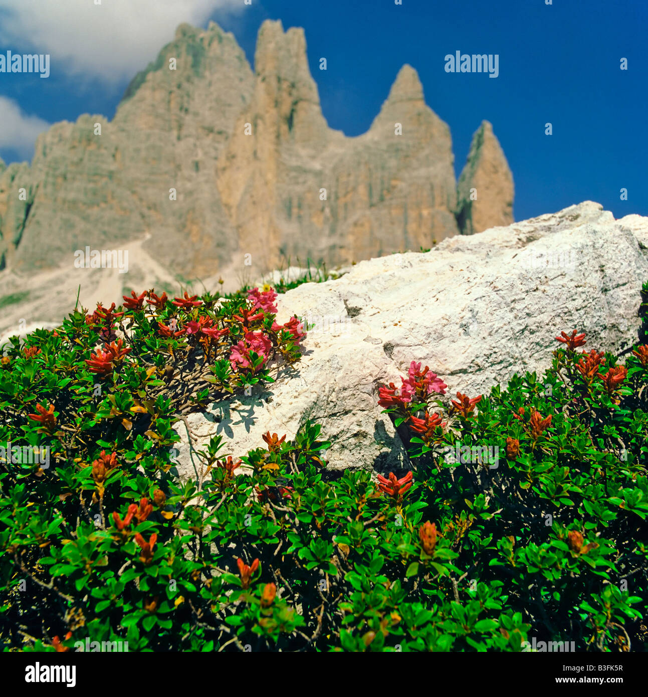 Bewimperte Alpenrose hurisutum rododendro rosa alpina svizzera Foto Stock