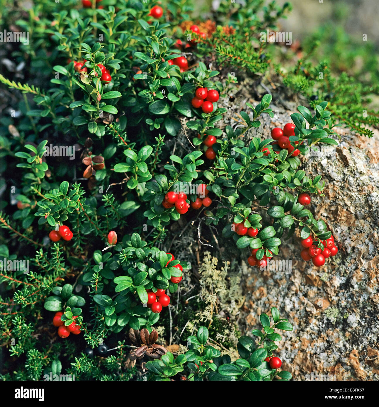 Preiselbeere cowberry fruechte frutti strauch bush Foto Stock
