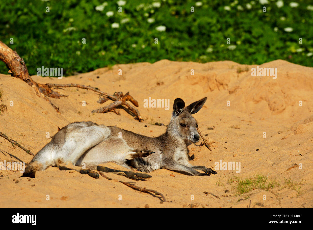Oestliches Graues Riesenkaenguru Macropus giganteus orientale canguro grigio Foto Stock