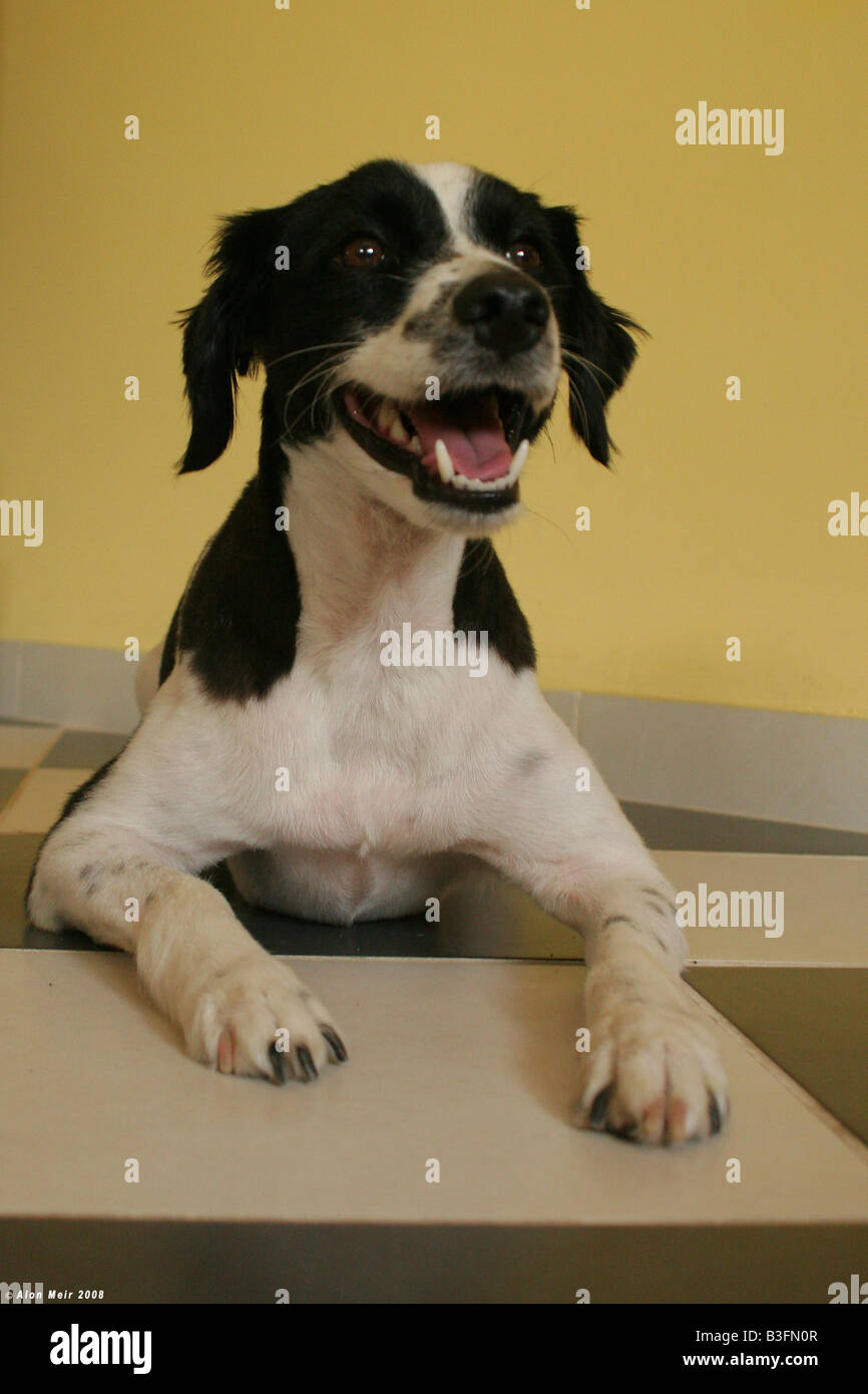 Bianco e nero cane su un pavimento a scacchi Foto Stock