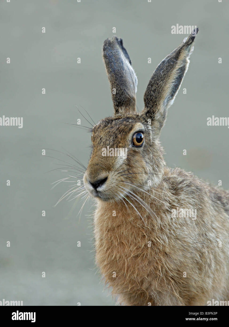 Brown, lepre Lepus europaeus Foto Stock