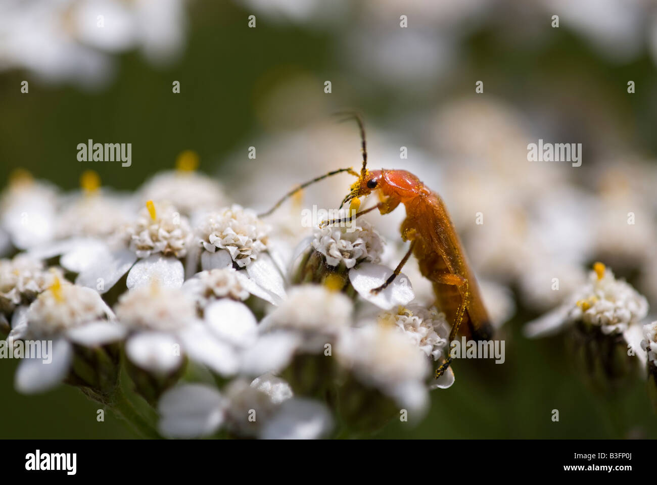 'Soldier beetle' su 'white achillea' Fiore Foto Stock