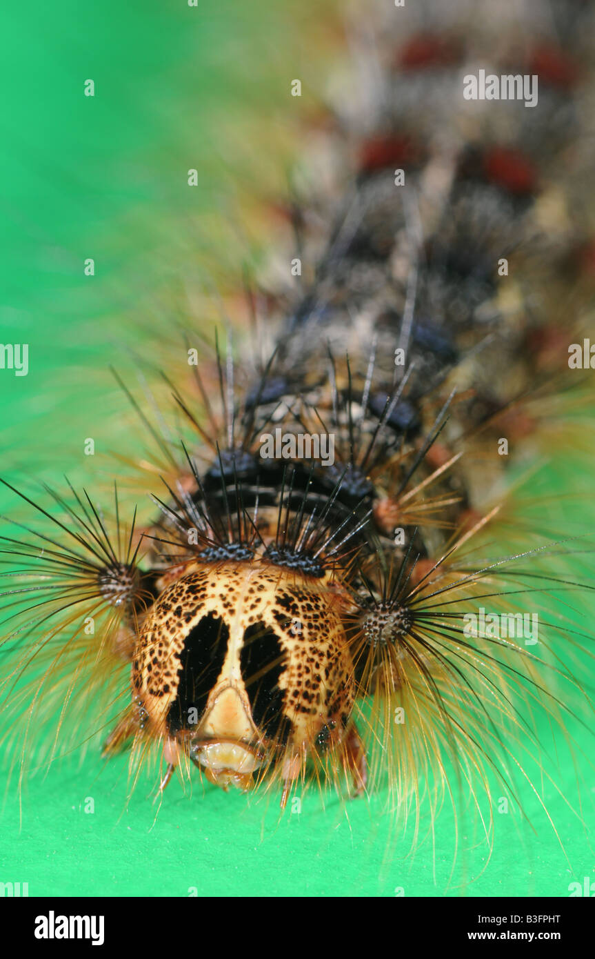 Caterpillar del Gypsy Moth Lymantria dispar Foto Stock