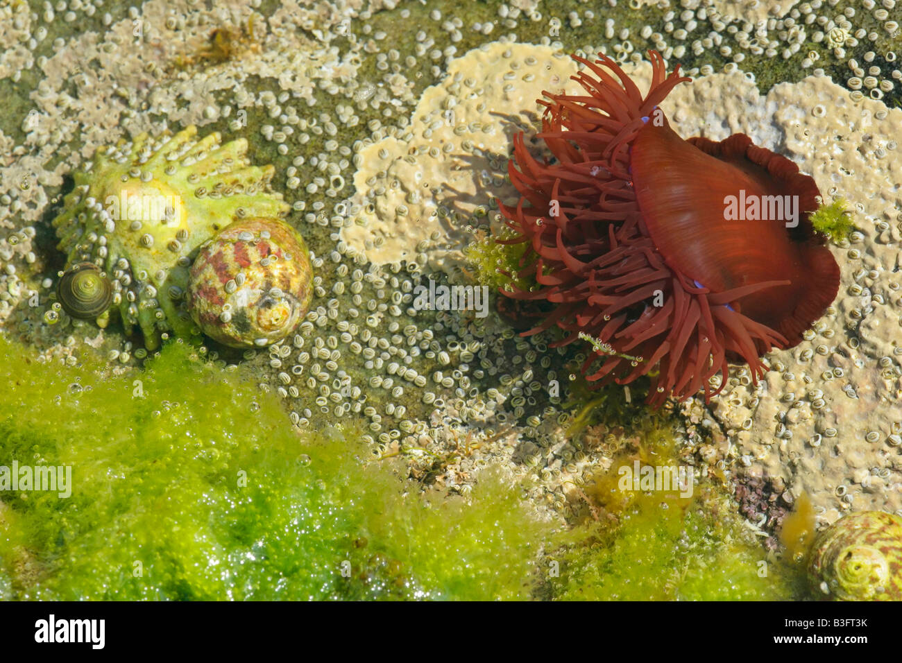 Rock pool con aperto tentacoli raggiungere per alimenti simili a meduse anemoni Foto Stock