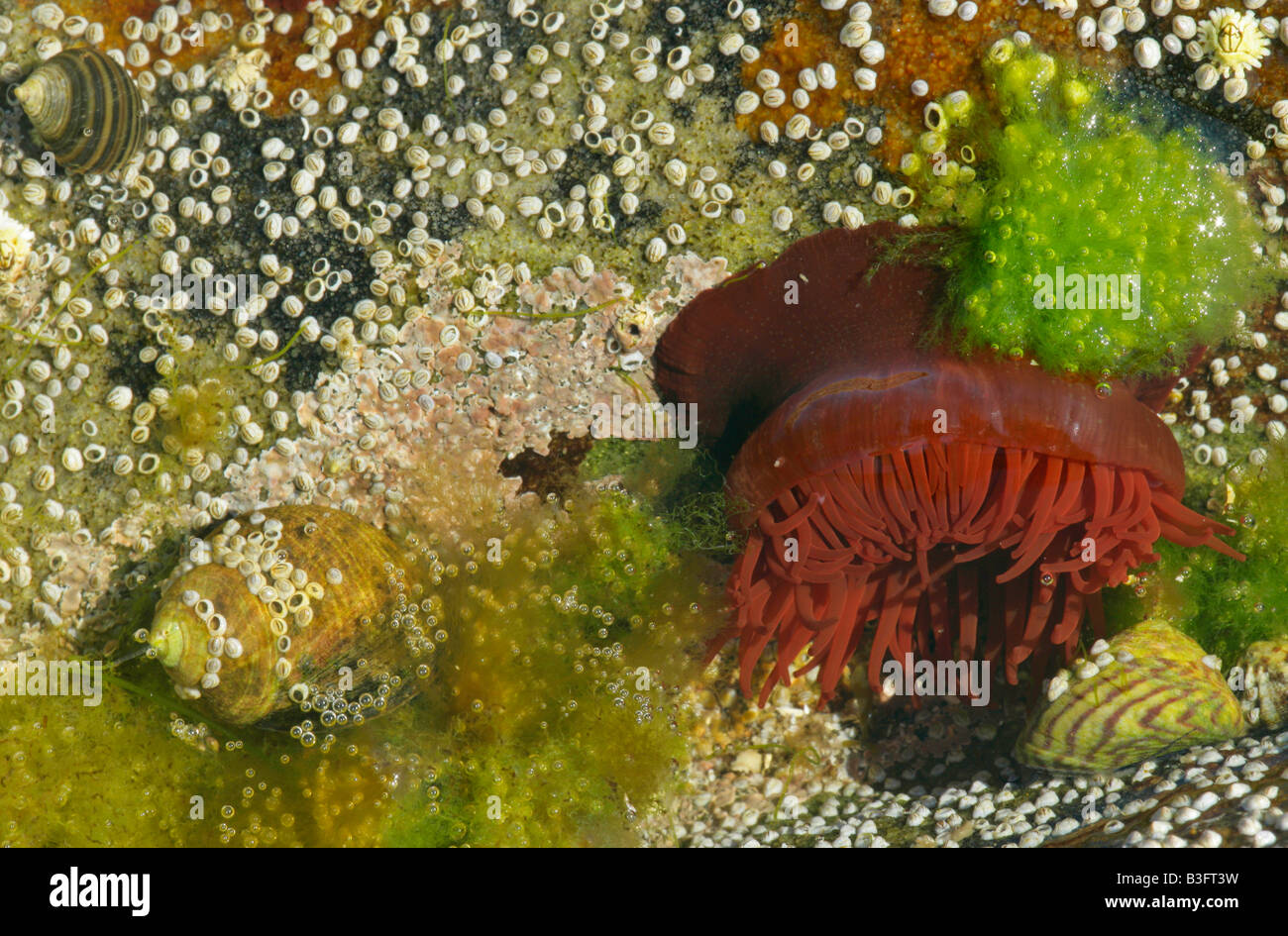 Rock pool con aperto tentacoli raggiungere per alimenti simili a meduse anemoni Foto Stock