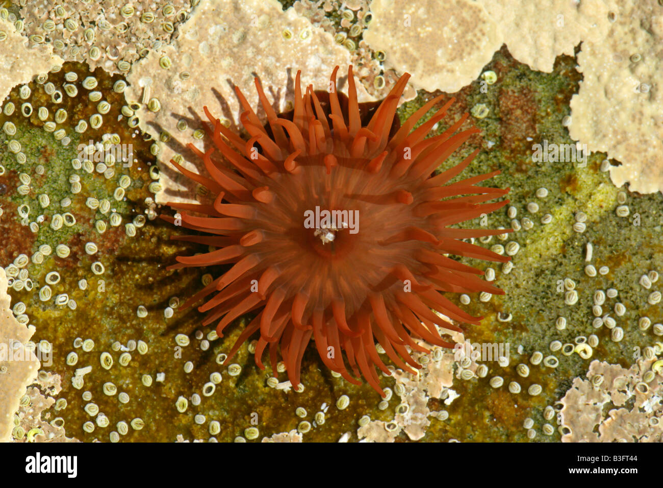 Rock pool con aperto tentacoli raggiungere per alimenti simili a meduse anemoni Foto Stock