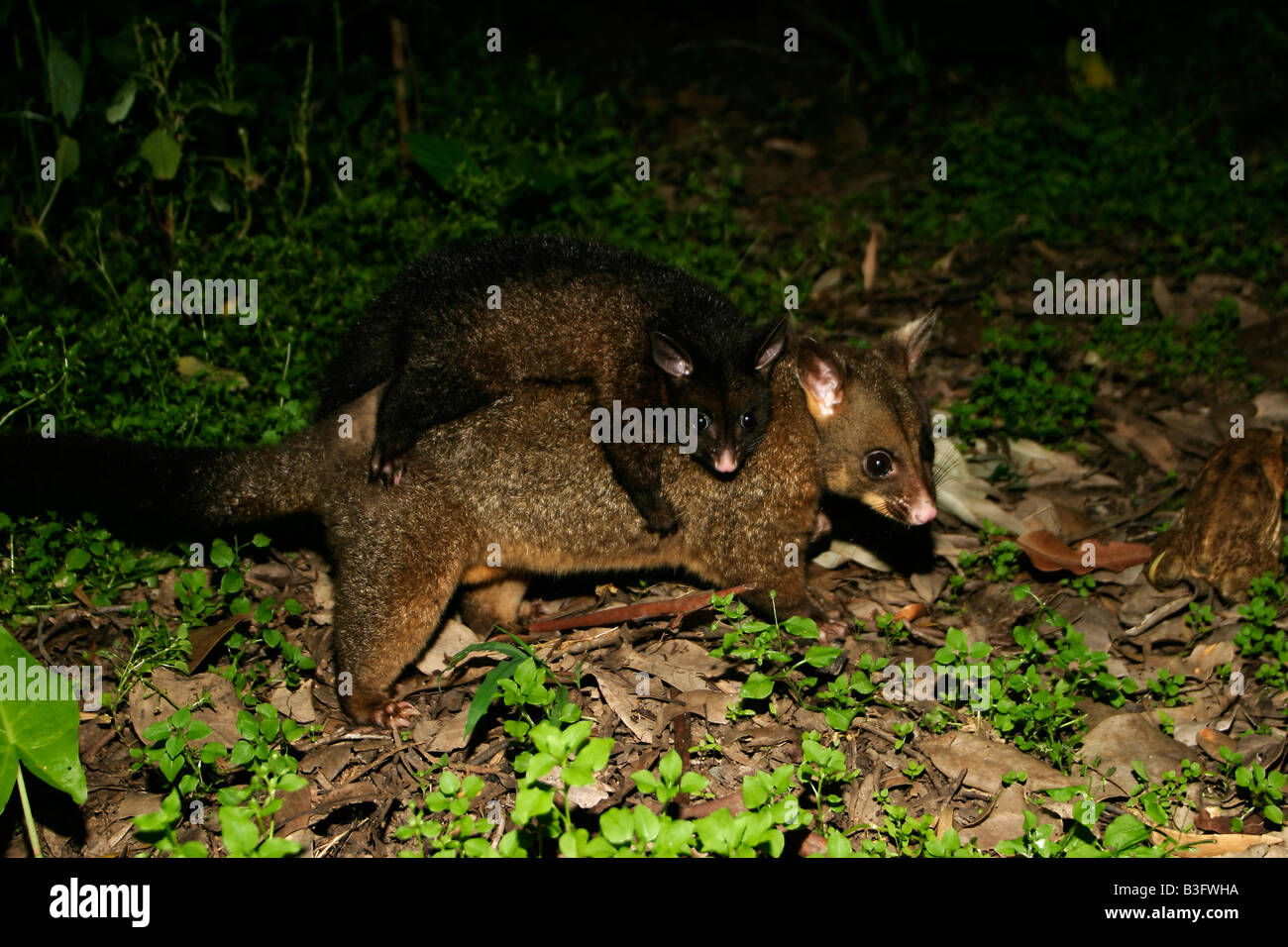 Fuchskusu Possum guido possa kusu Trichosurus Australia Australien nightshot con cub Foto Stock