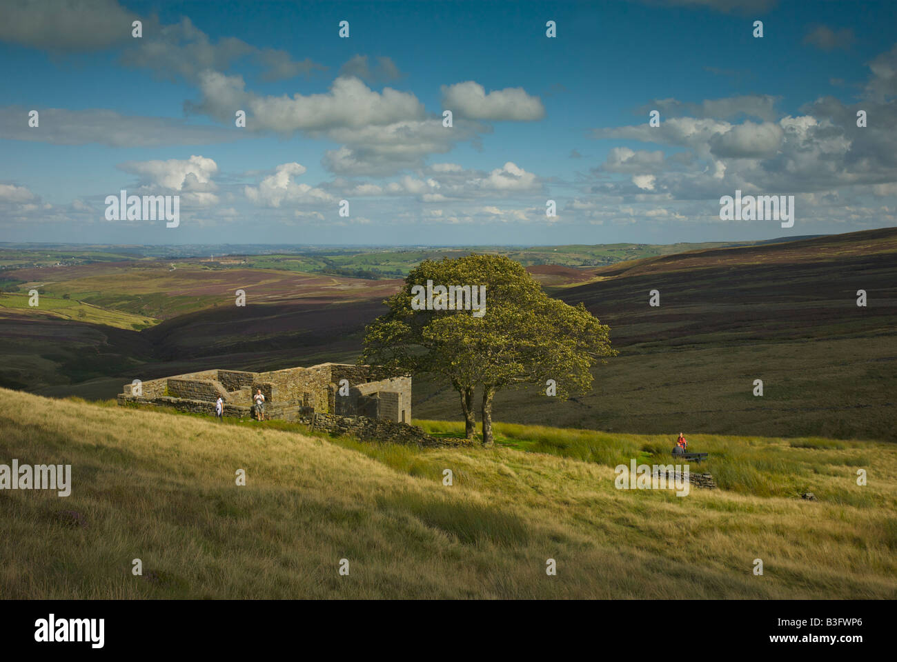 Top Withens, amd sycamore Trees, forse l'ispirazione per Wuthering Heights di Emily Bronte, Haworth Moor, West Yorkshire, Inghilterra Regno Unito Foto Stock