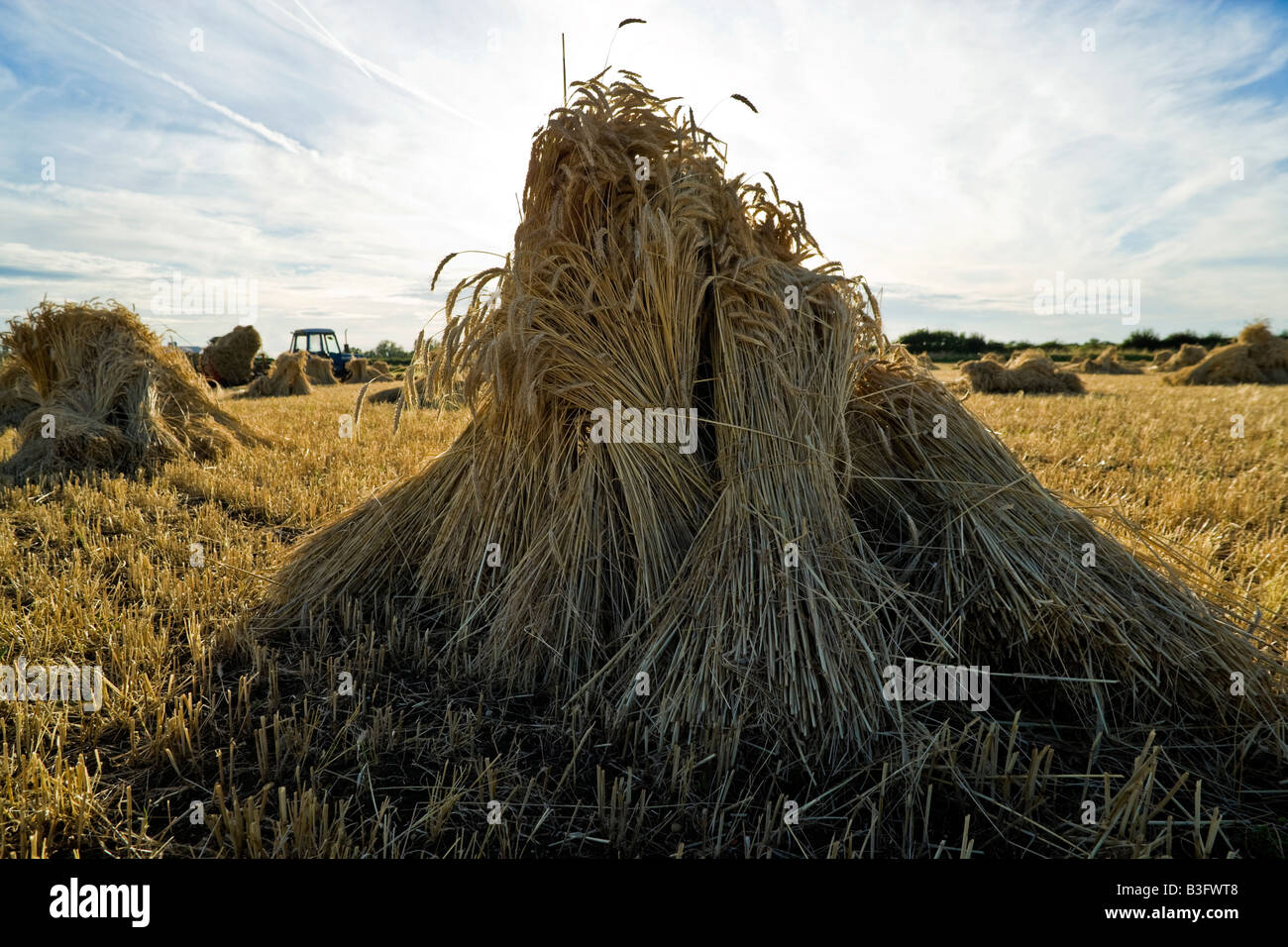 Oxfordshire campo di grano approssimarsi al tramonto con la speciale più lunga di gambi di essiccazione del raccolto in covoni o stooks per uso come paglia di copertura. Foto Stock