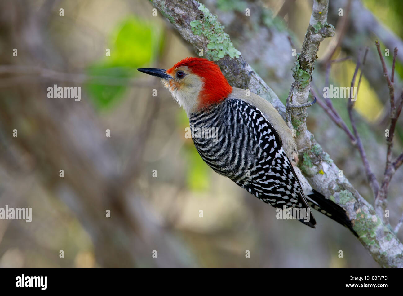 Carolinaspecht Melanerpes carolinus rosso Picchio panciuto Foto Stock