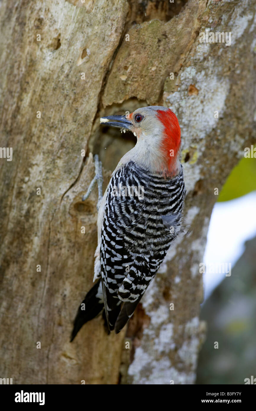 Carolinaspecht Melanerpes carolinus rosso Picchio panciuto Foto Stock