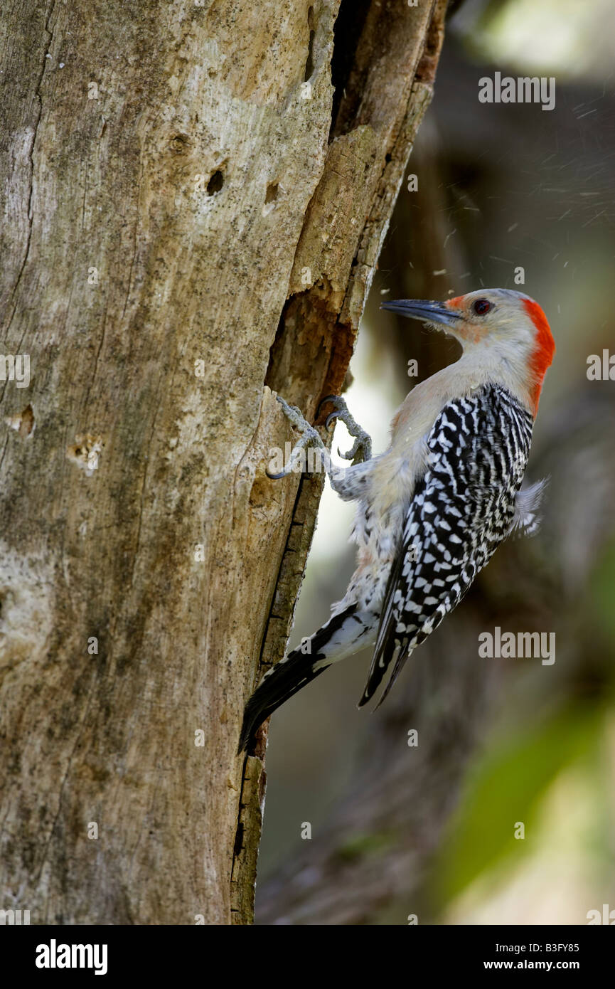 Carolinaspecht Melanerpes carolinus rosso Picchio panciuto Foto Stock