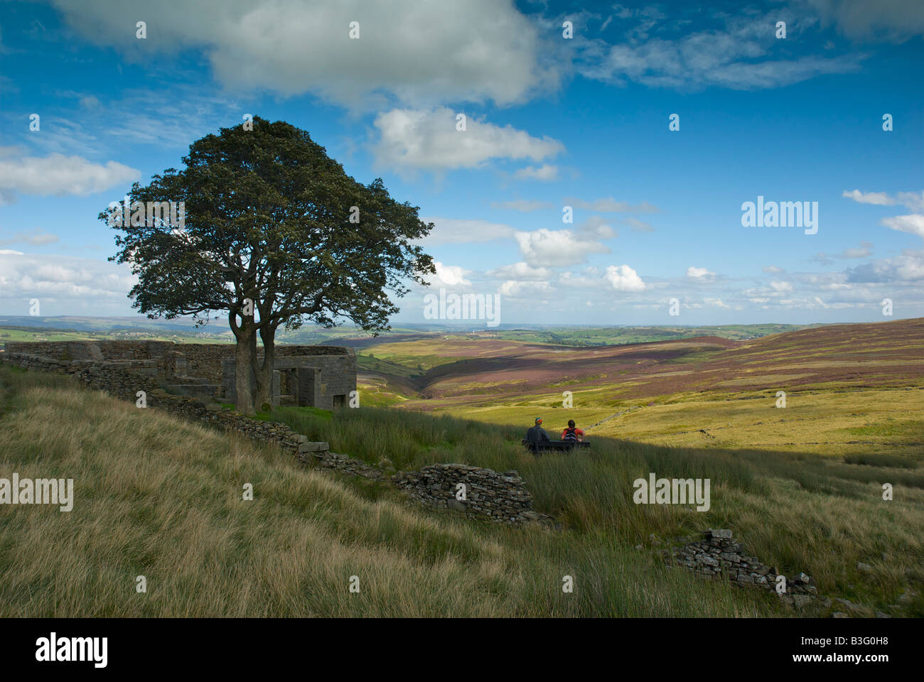 Top Withens, amd sycamore Trees, forse l'ispirazione per Wuthering Heights di Emily Bronte, Haworth Moor, West Yorkshire, Inghilterra Regno Unito Foto Stock