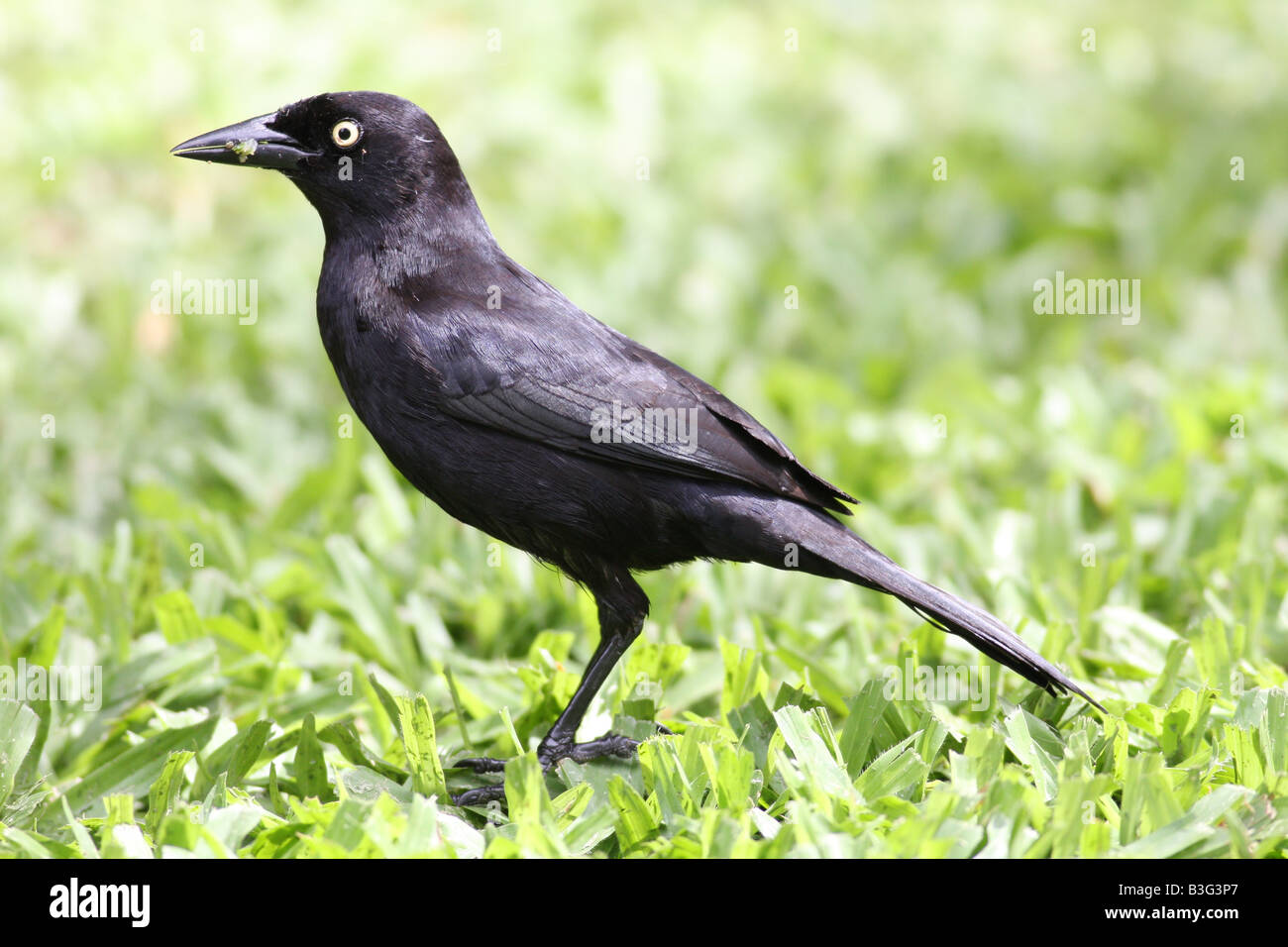 Carib Grackle ( Quiscalus lugubris) o Barbados Merlo, Barbados Caraibi Foto Stock