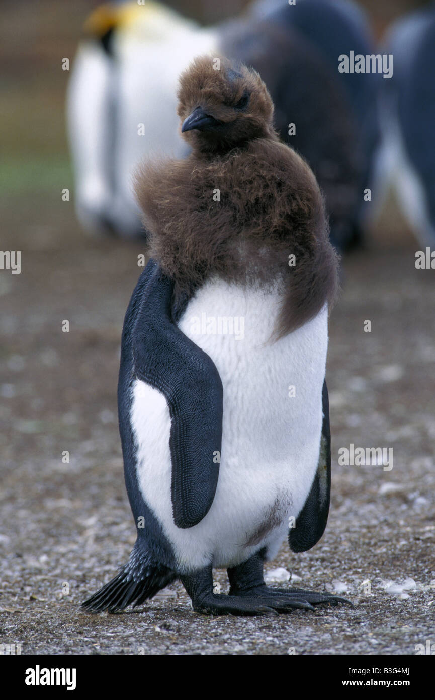 PENGUIN, Aptenodytes patagonica, re pinguino, Isole Falkland, Foto Stock