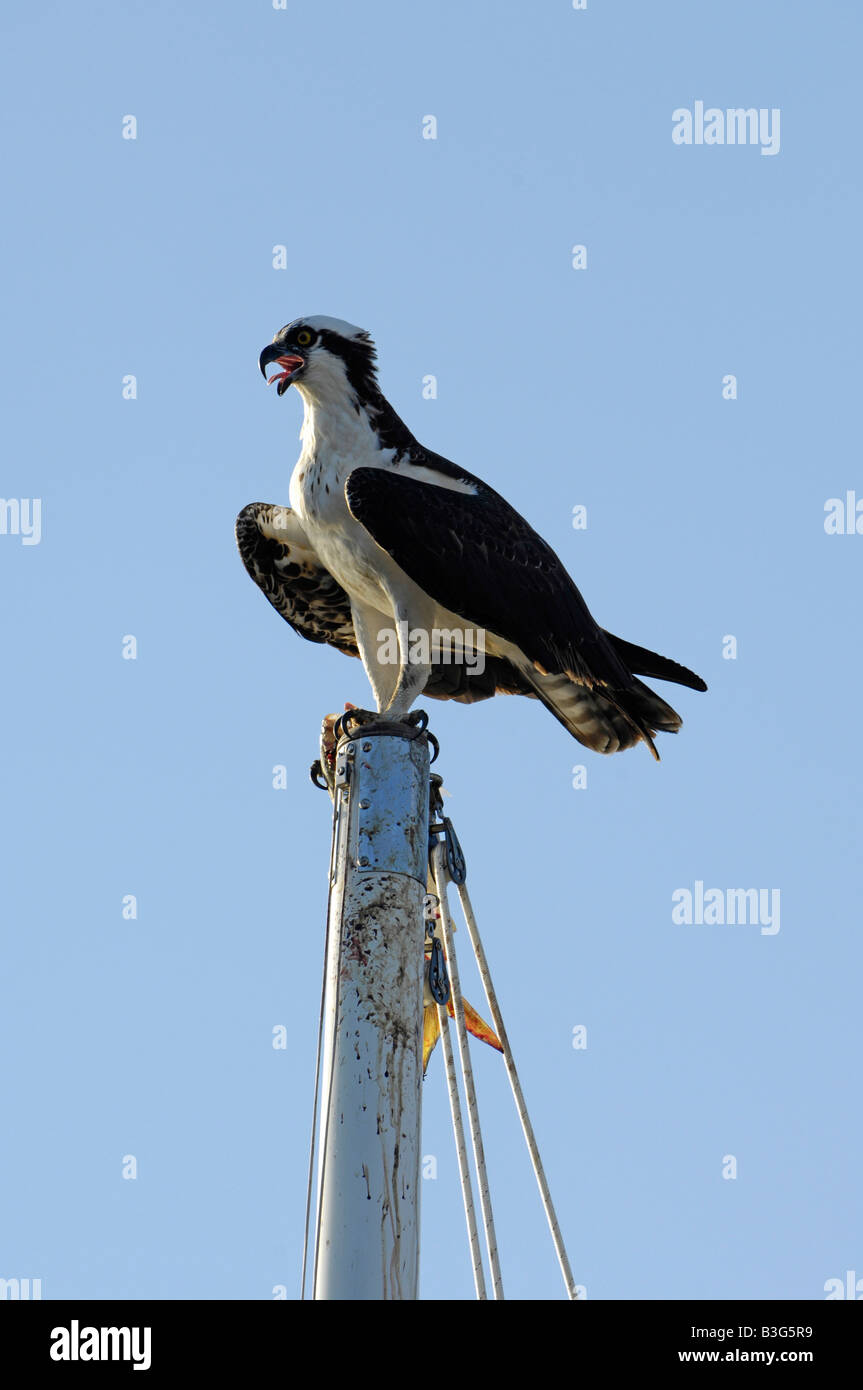 Osprey pesce hawk Pandion haliaetus nella parte superiore di un montante di yacht con un pesce di cinque miglia di fiume Connecticut USA Foto Stock
