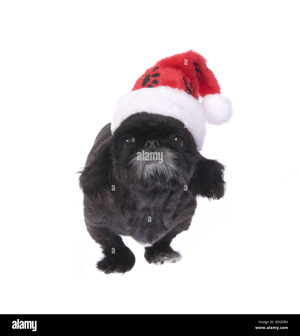Natale nero Pekingese dog isolato su bianco Foto Stock
