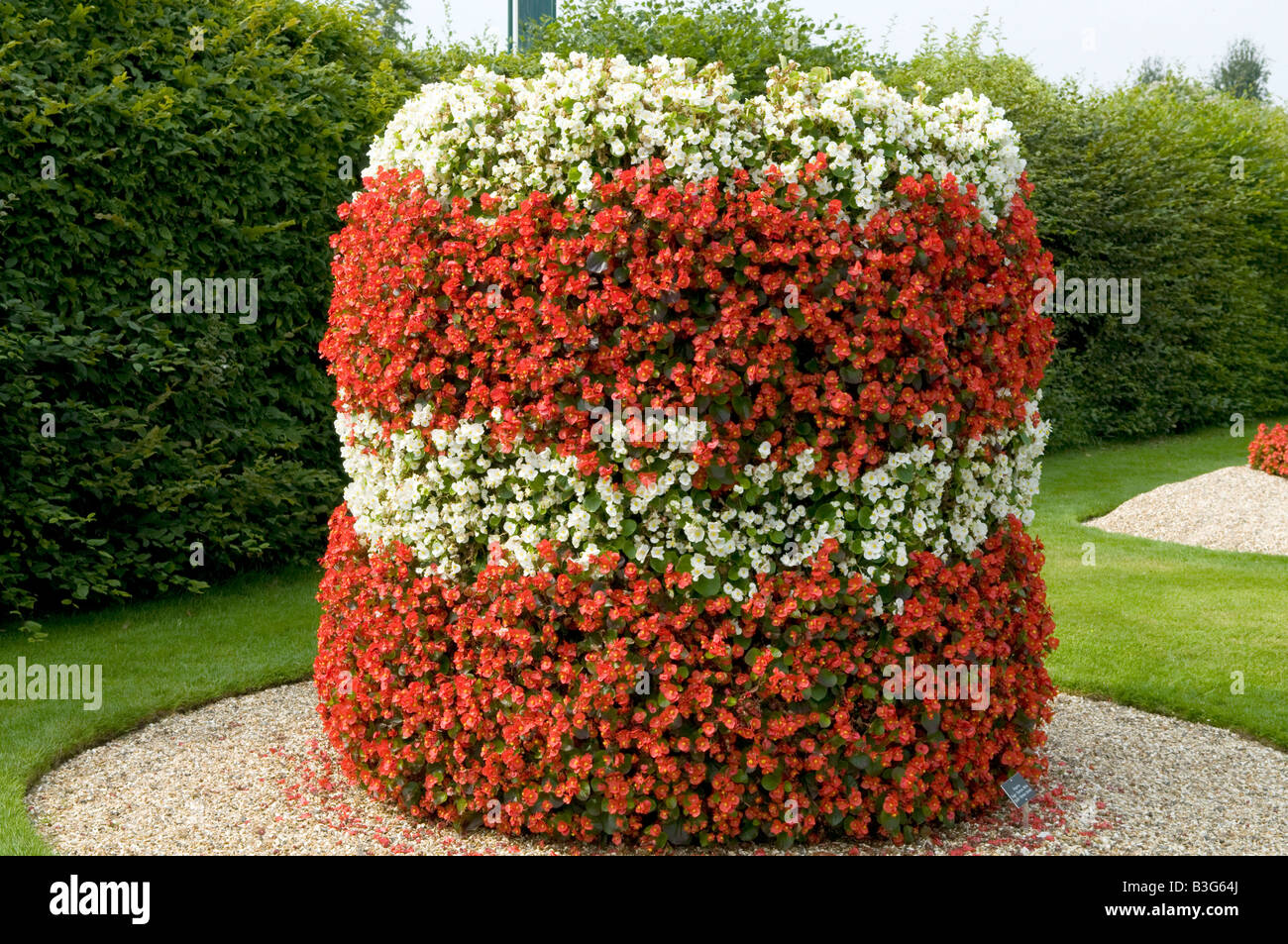 Begonia begoniaceae 'Super Olympic Rosso Bianco Mix" Foto Stock