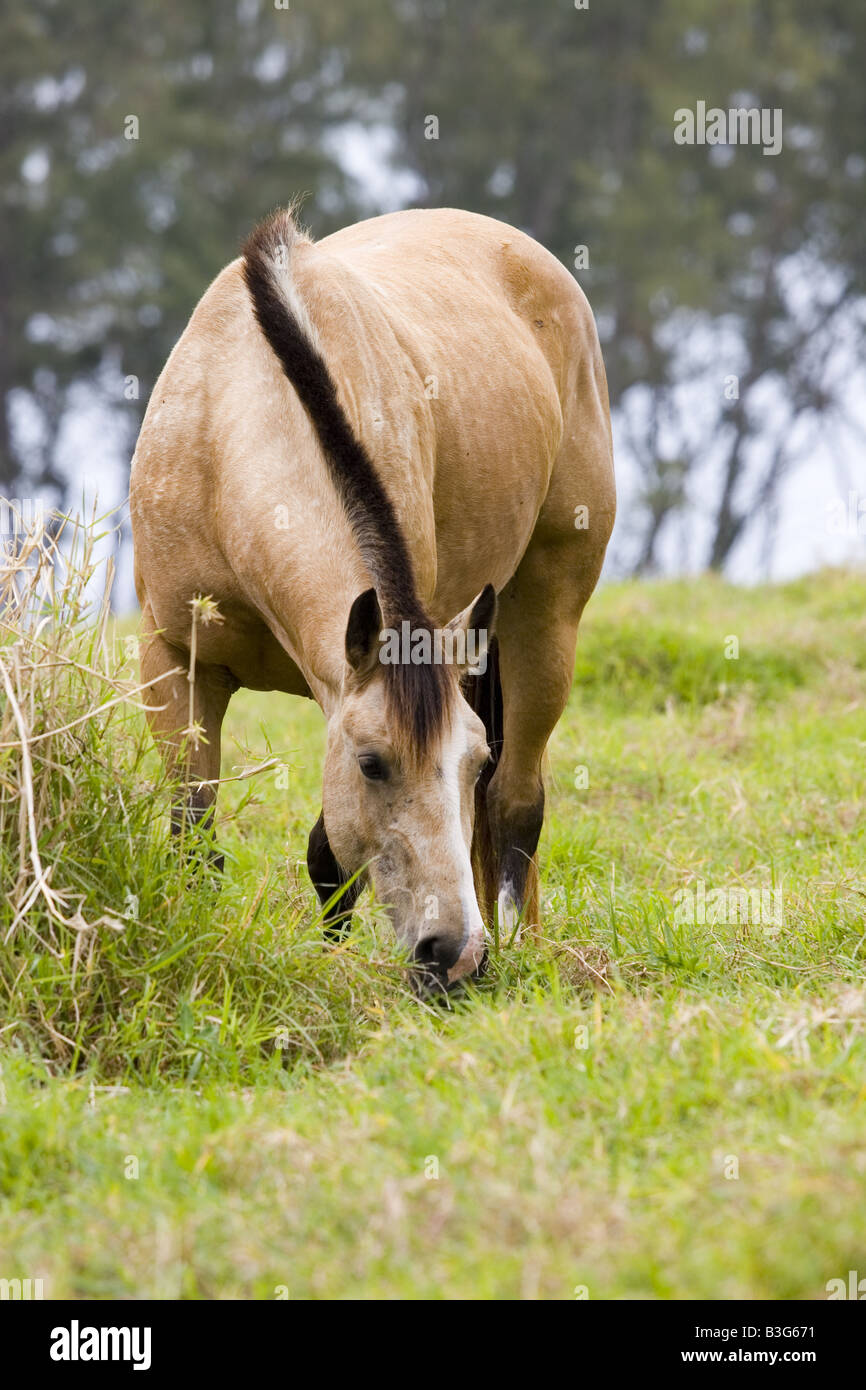 Dun daino Quarter Horse di pascolare su Maui Hawaii Foto Stock