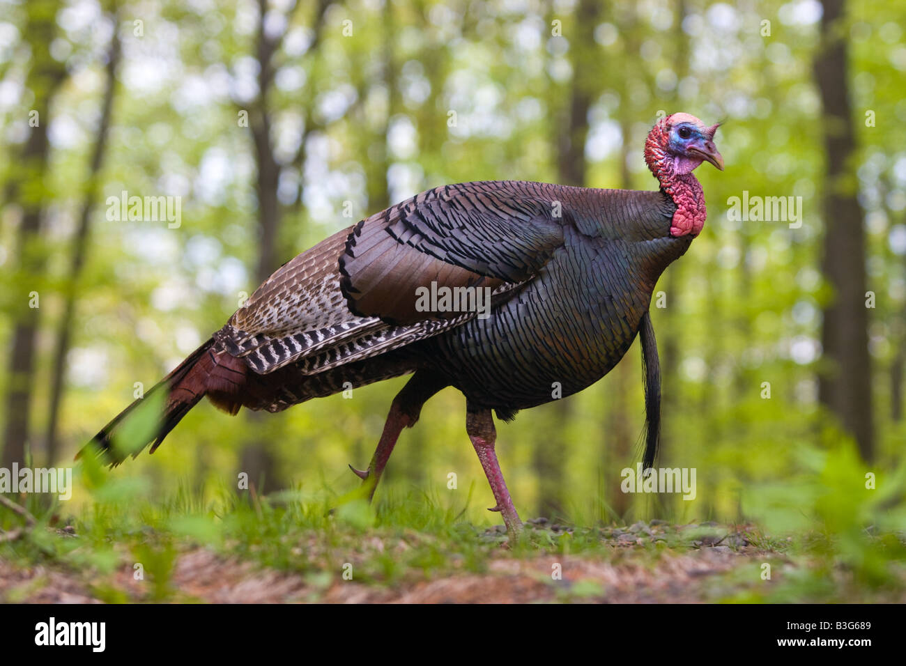 Il tacchino selvatico in Hamden Connecticut USA Foto Stock