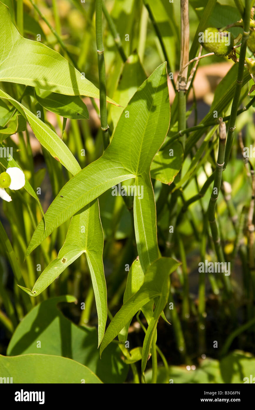 Latifoglie Arrowhead Sagittaria latifolia leaf Foto Stock