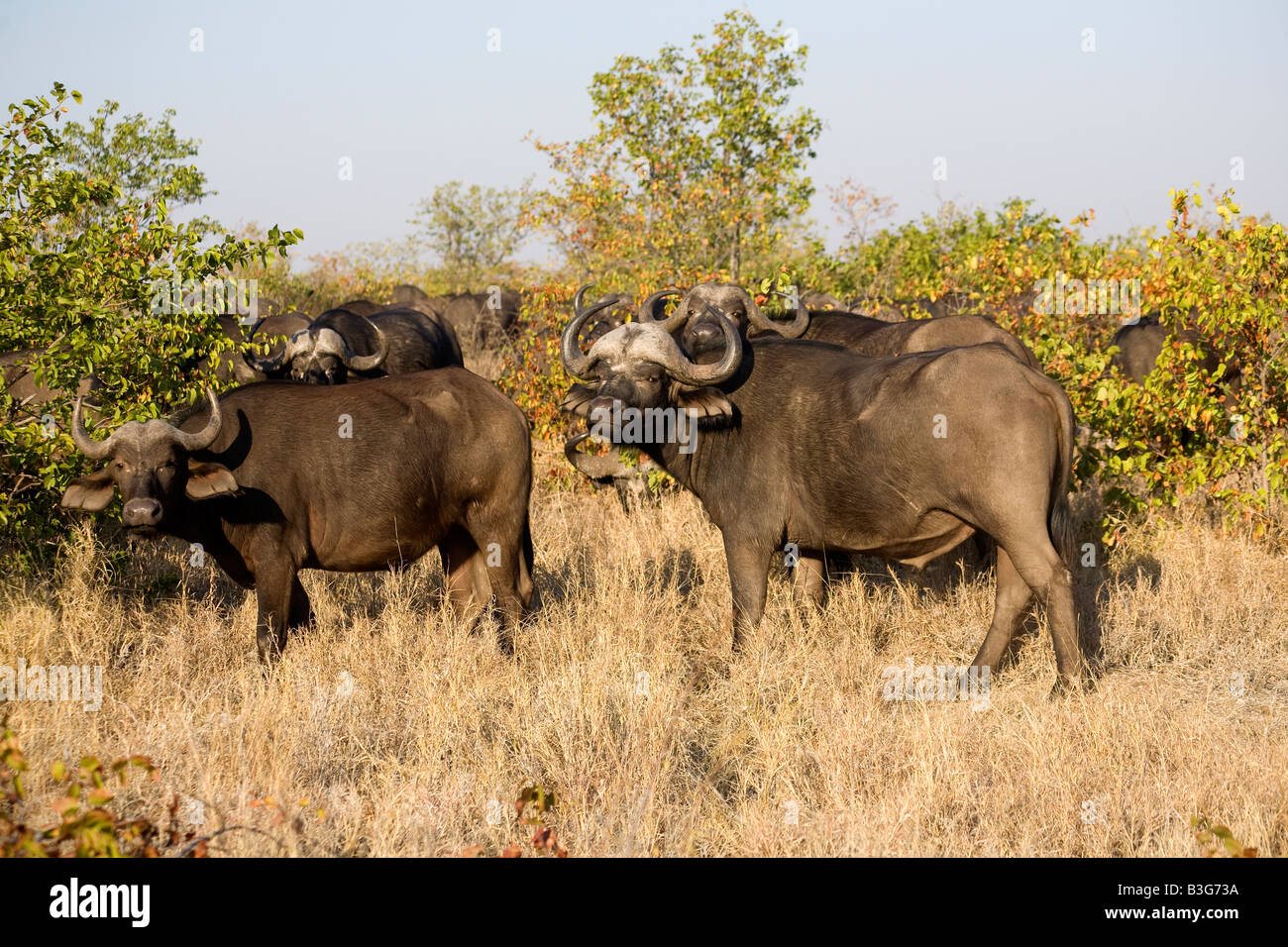 African buffalo (Syncerus caffer) tori tra alberi di Mopani nel Parco di Kruger Foto Stock African buffalo (Syncerus caffer) tori tra alberi di Mopani nel Parco di Kruger Foto Stock