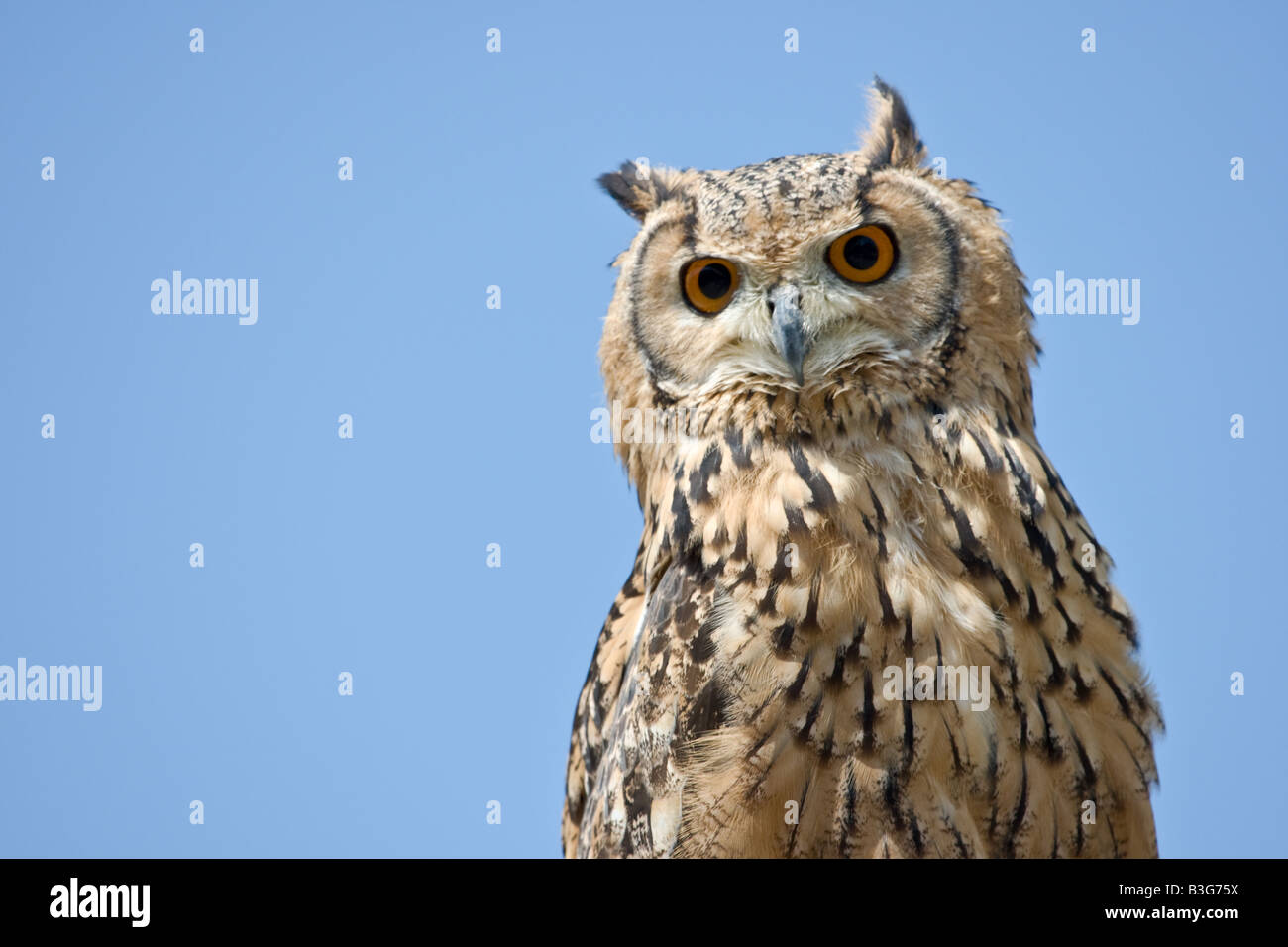 Gufo reale ritratto su un cielo blu sullo sfondo Foto Stock