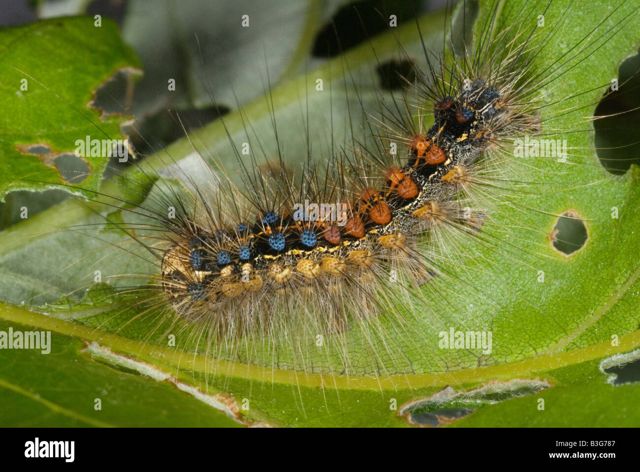 Caterpillar del Gypsy Moth Lymantria dispar Foto Stock