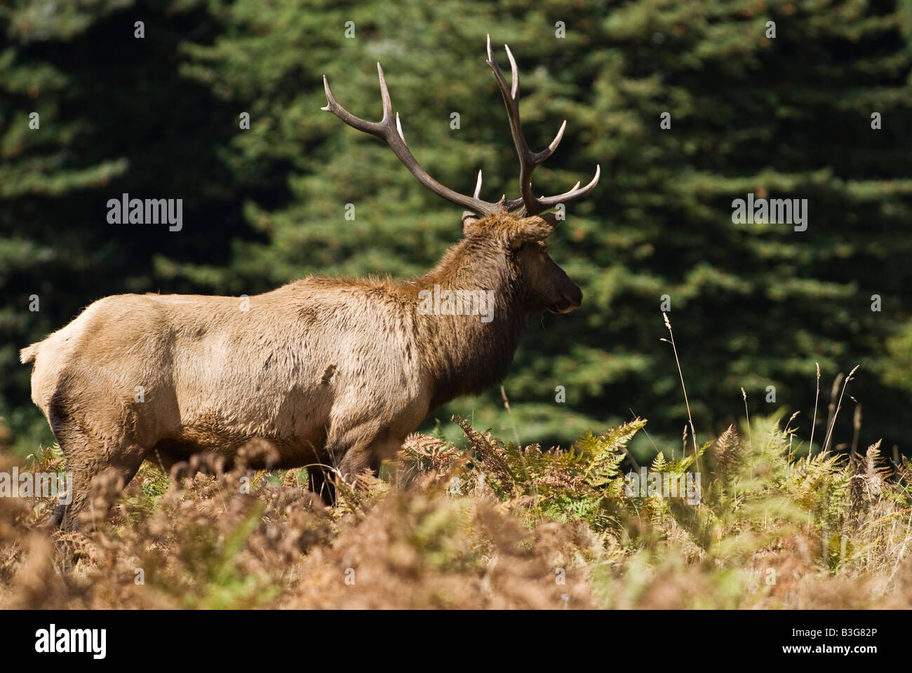 Maschio di Roosevelt Elk si erge nel prato di felci in autunno, Prairie Creek Redwoods State Park, California Foto Stock