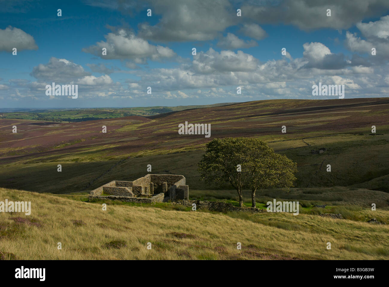 Top Withens, amd sycamore Trees, forse l'ispirazione per Wuthering Heights di Emily Bronte, Haworth Moor, West Yorkshire, Inghilterra Regno Unito Foto Stock