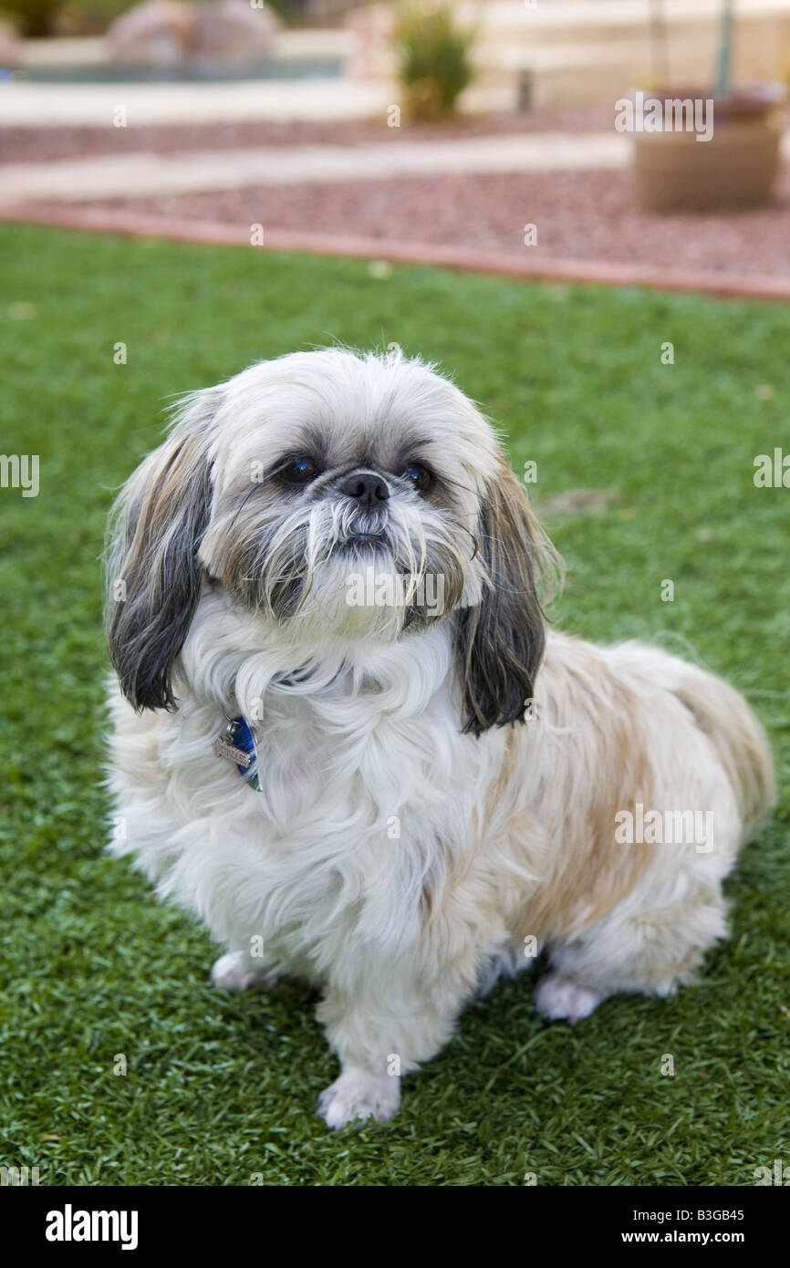 Carino Shih Tzu dog sitter in erba Foto Stock