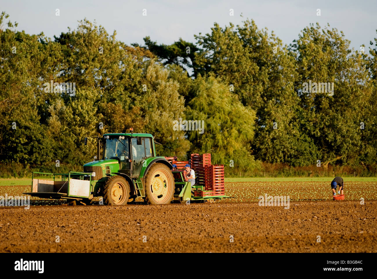 I lavoratori migranti provenienti da Europa orientale di piantare le lattughe in una fattoria Bawdsey, Suffolk, Regno Unito. Foto Stock