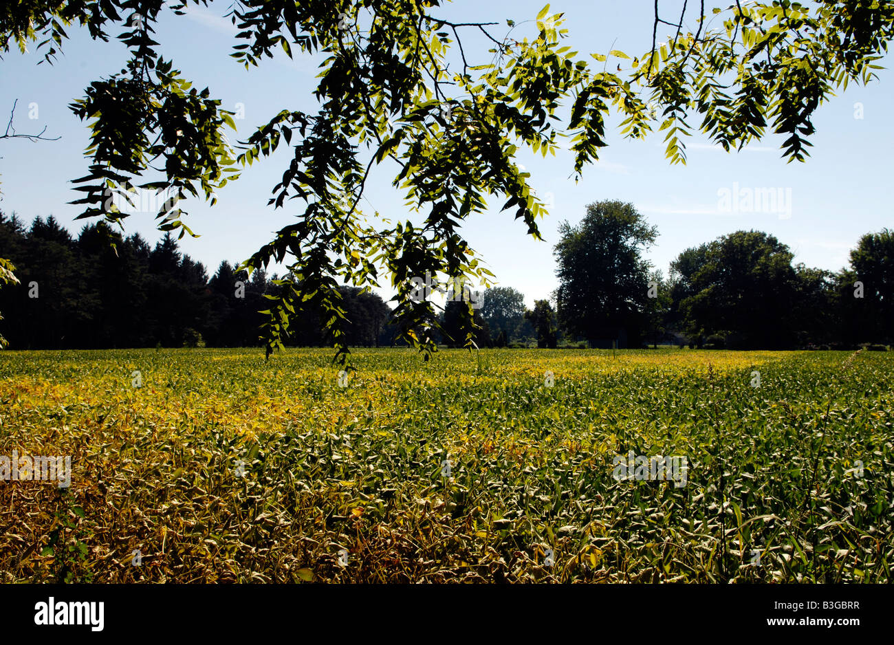 Raccolto di soia in campo vermiglio OHIO USA Foto Stock