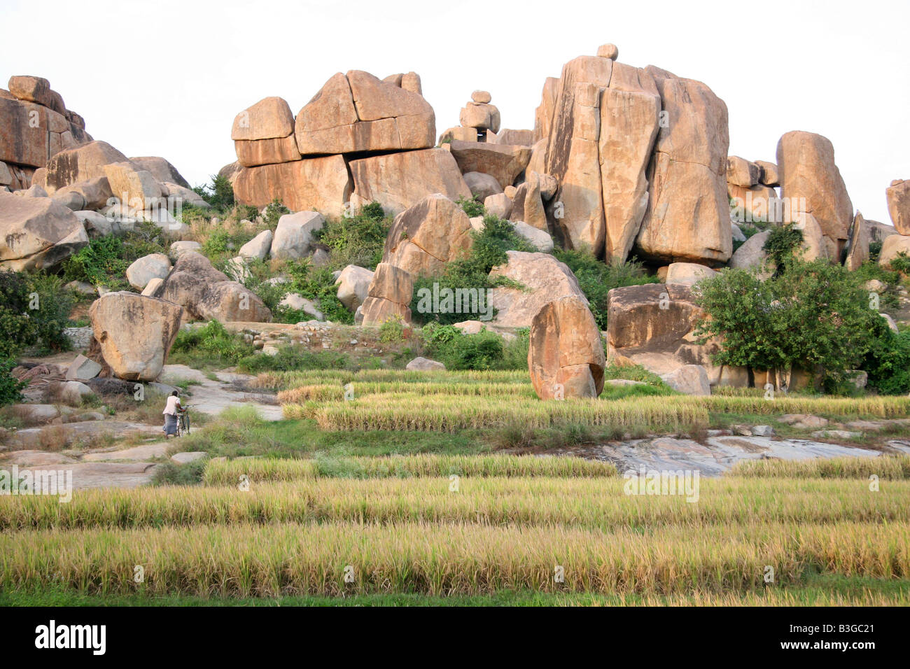 Il riso cresce nei campi vicino al villaggio di Hampi, India. Torre di rocce oltre i campi. Foto Stock