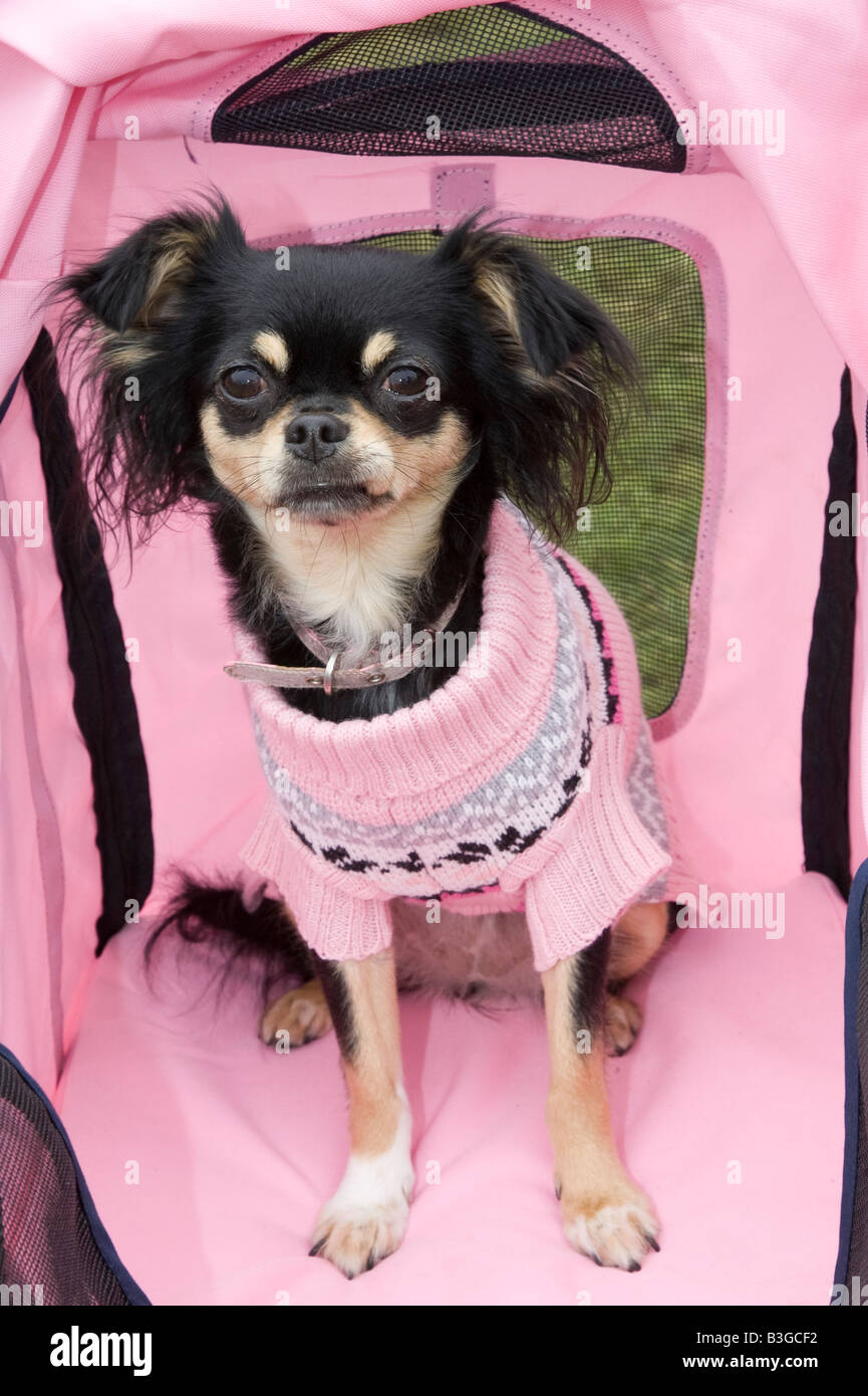 Vision in Pink un pooch coccolato. Razza Chihuahua cane in passeggino, cane in carrozzina, passeggino per cani, passeggino per cani, grande carrello per cani o carrozzina, Regno Unito Foto Stock