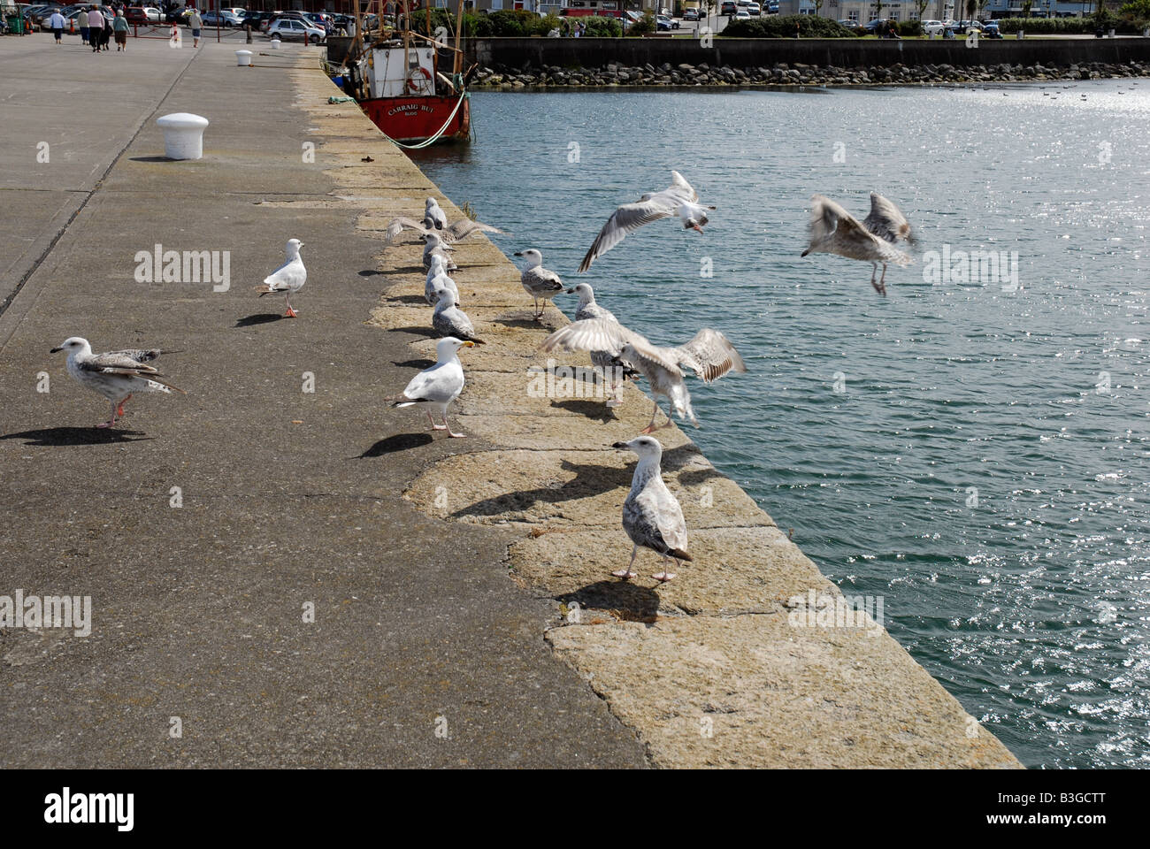 Gull nel porto di Howth mare irlandese Co Dublin Ireland Foto Stock