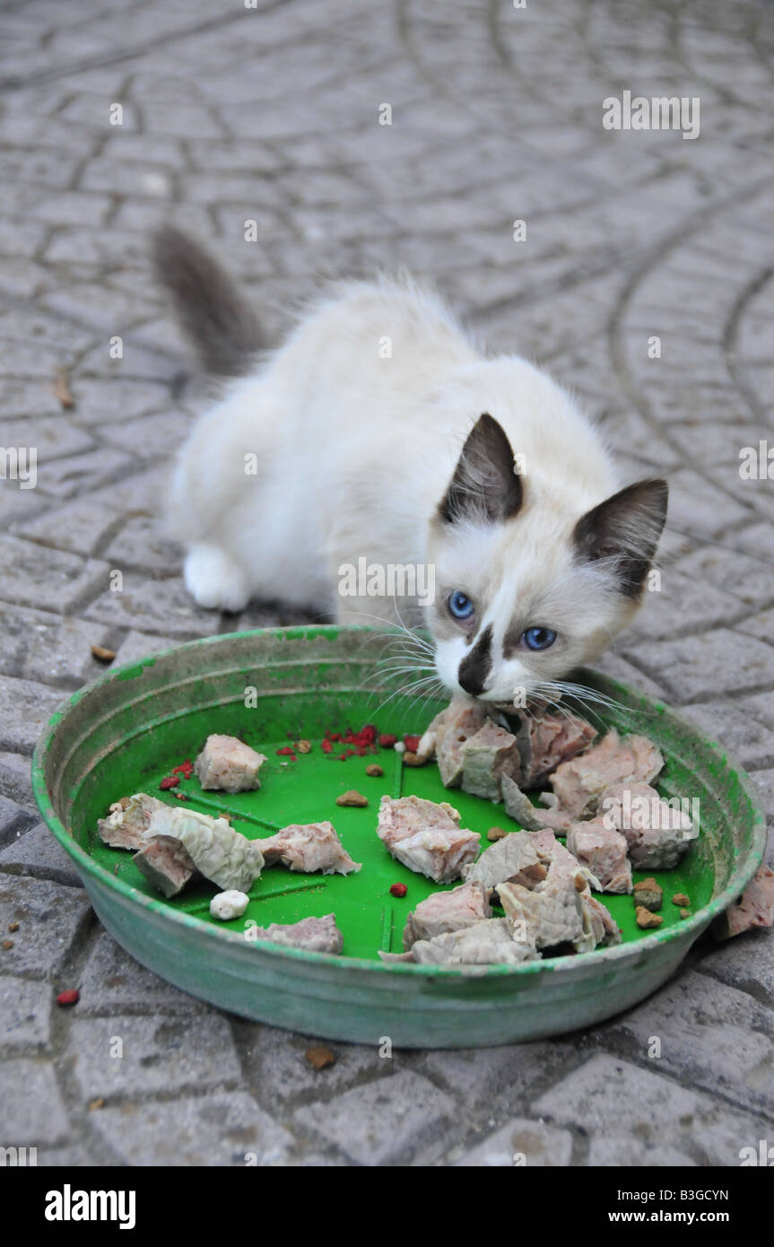 Dagli Occhi Blu Gatto Cucciolo Di Mangiare Carne Foto Immagine