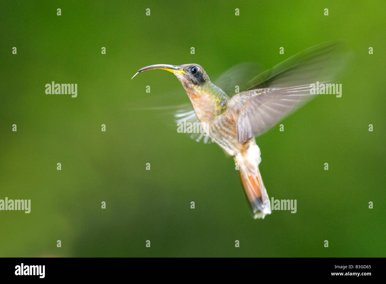 Rufous-breasted eremita (Glaucis hirsuta) in volo Foto Stock