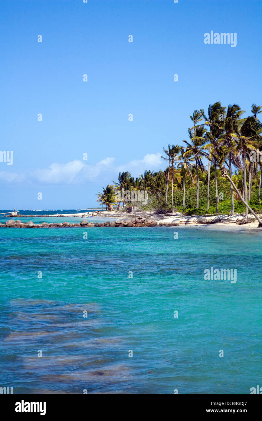 Splendida spiaggia con palme da cocco a Nevis Caraibi Foto Stock