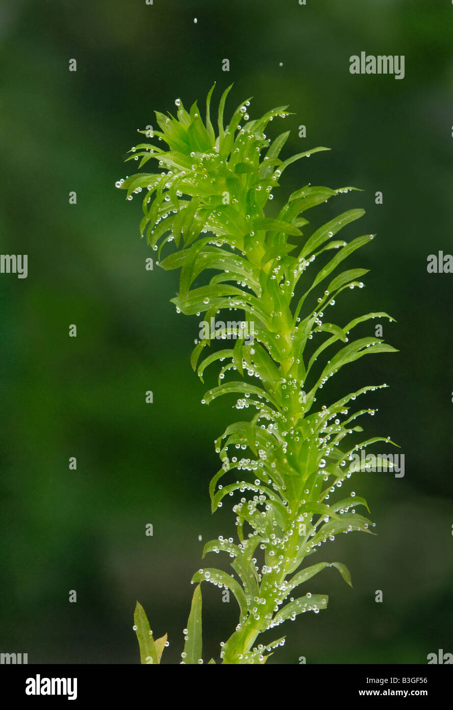 Rametto della pianta acquatica Elodea, stagno weed produrre bolle di ossigeno dalla fotosintesi Foto Stock