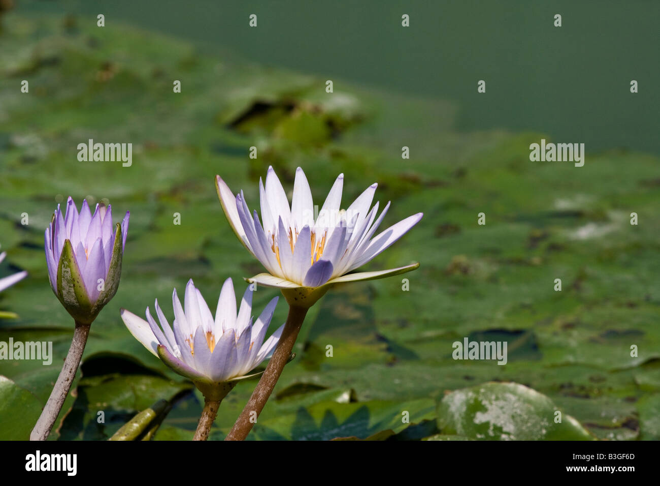 Lotus acqua giglio fiori in stagno frondoso Kaohsiung taiwan repubblica di Cina (ROC) Foto Stock
