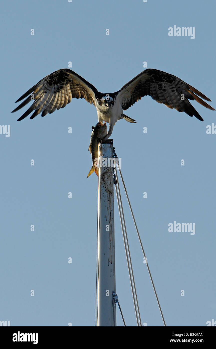 Osprey pesce hawk Pandion haliaetus nella parte superiore di un montante di yacht con un pesce di cinque miglia di fiume Connecticut USA Foto Stock