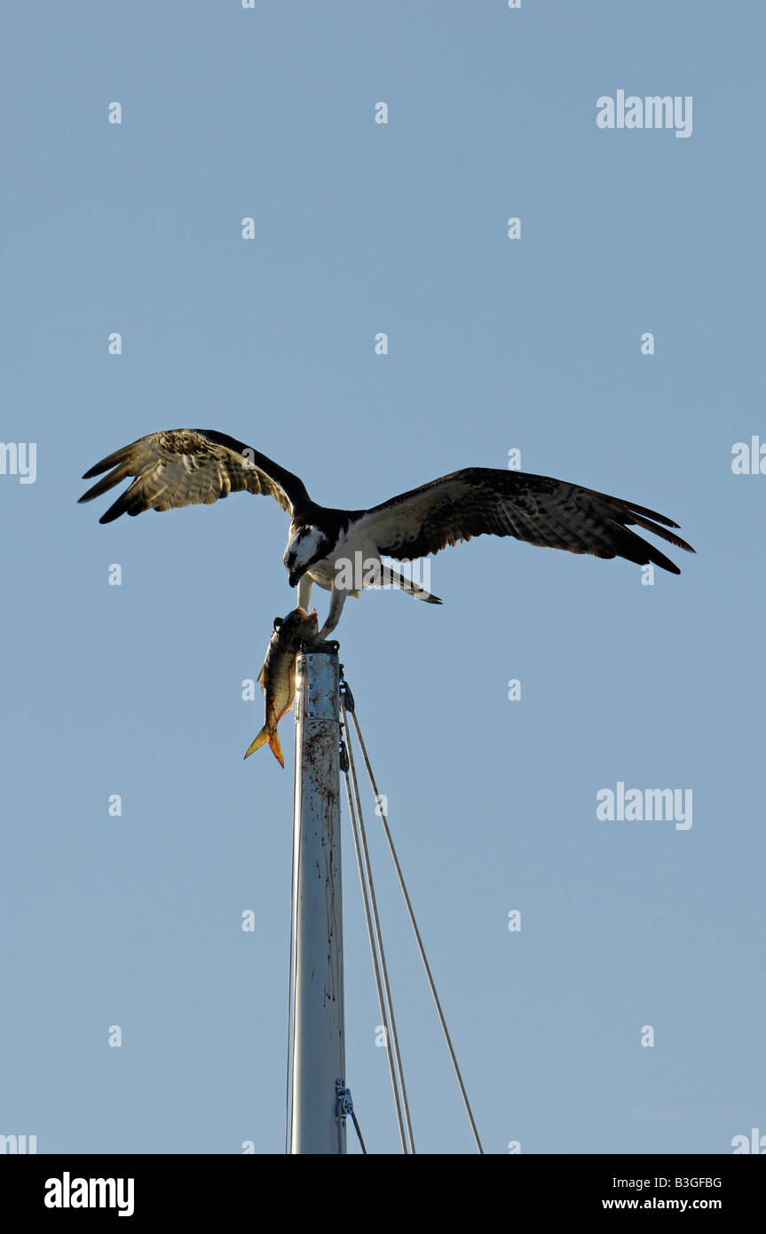 Osprey pesce hawk Pandion haliaetus nella parte superiore di un montante di yacht con un pesce di cinque miglia di fiume Connecticut USA Foto Stock