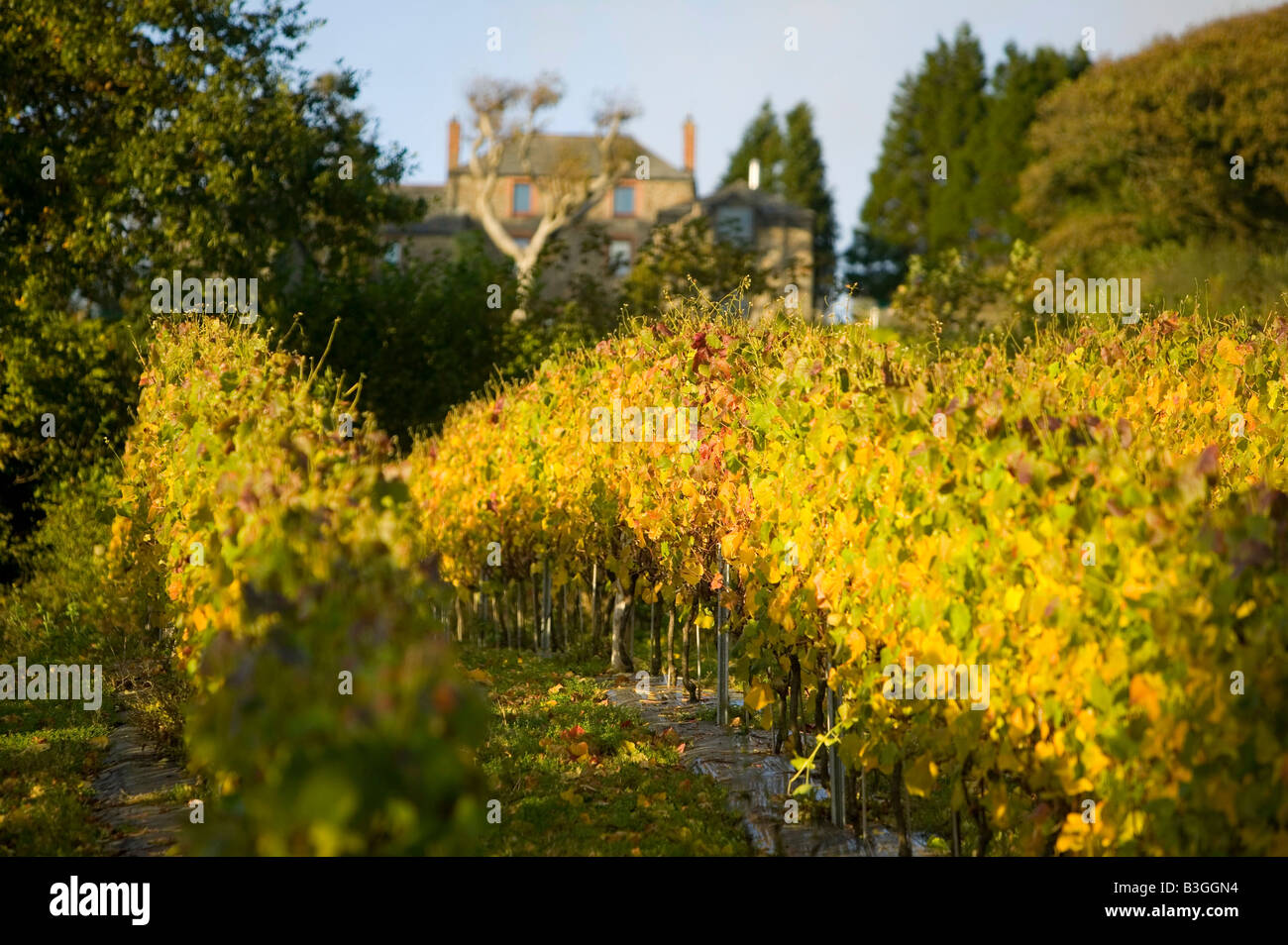 Il Camel Valley Vineyard vicino a Bodmin cornwall UK nel Regno Unito temperature warm up agricoltura è changeing Foto Stock