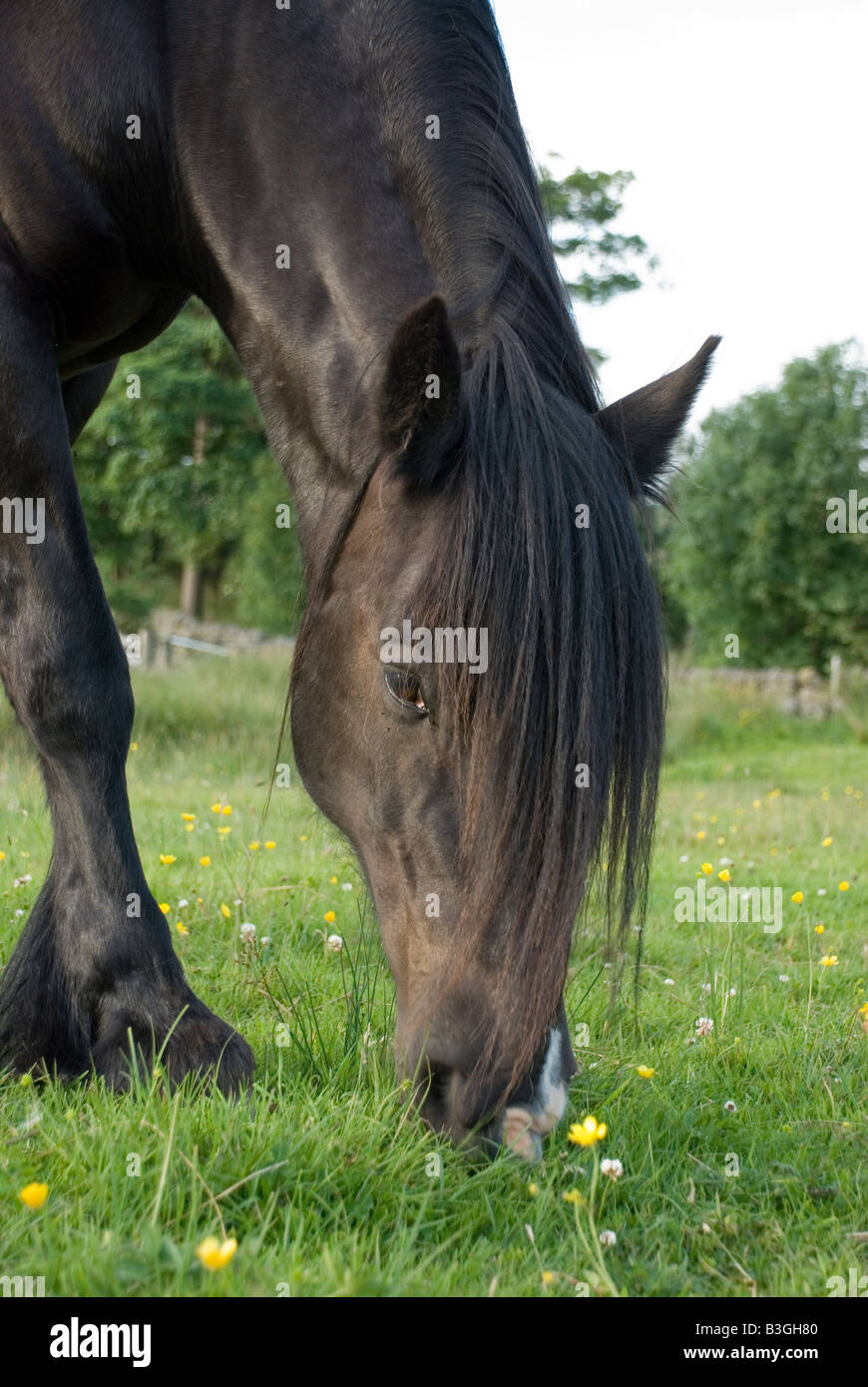 Dales Pony pascolare nel North Yorkshire Foto Stock