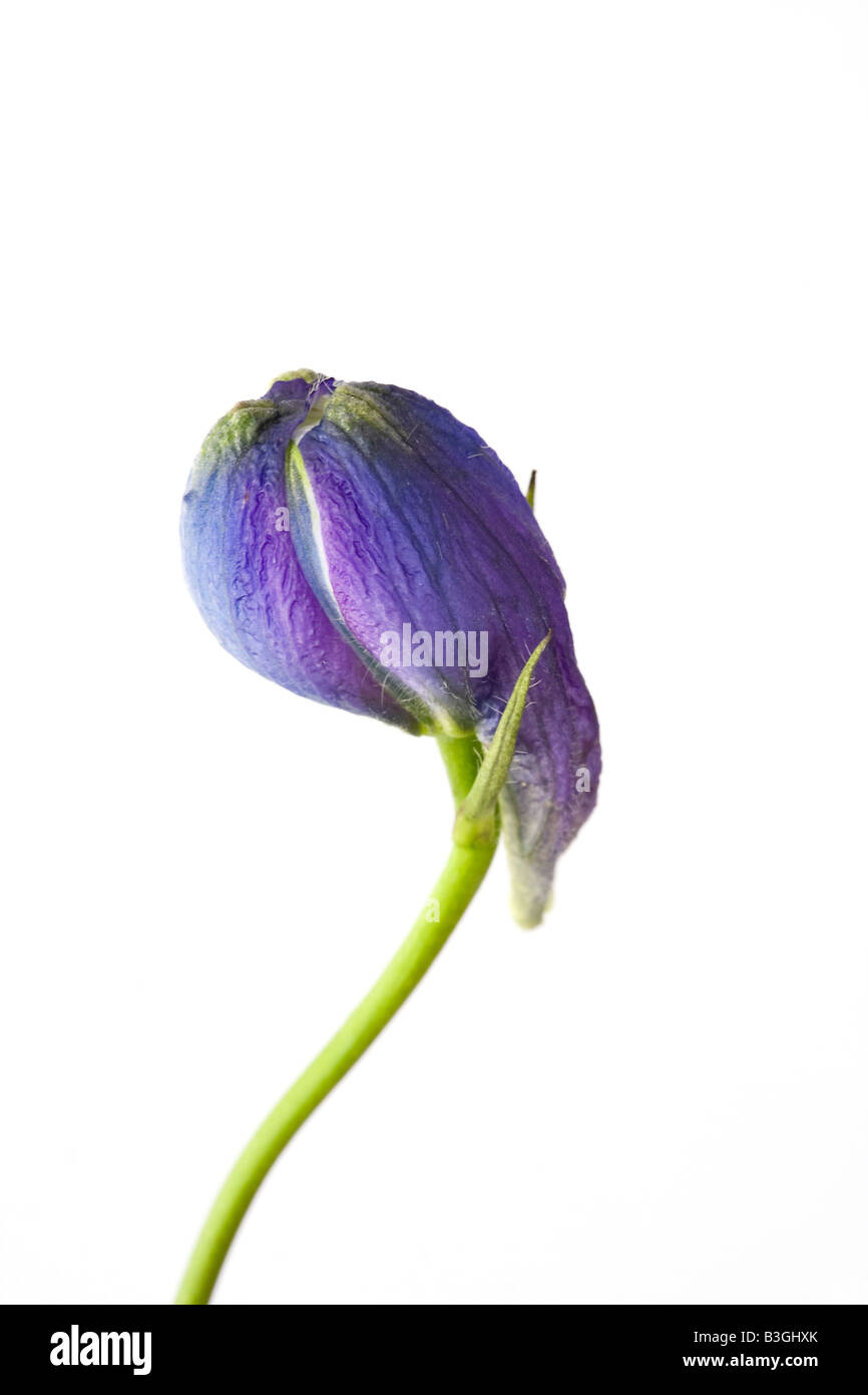 Singolo Delphinium blu fiore nascere contro uno sfondo bianco Foto Stock