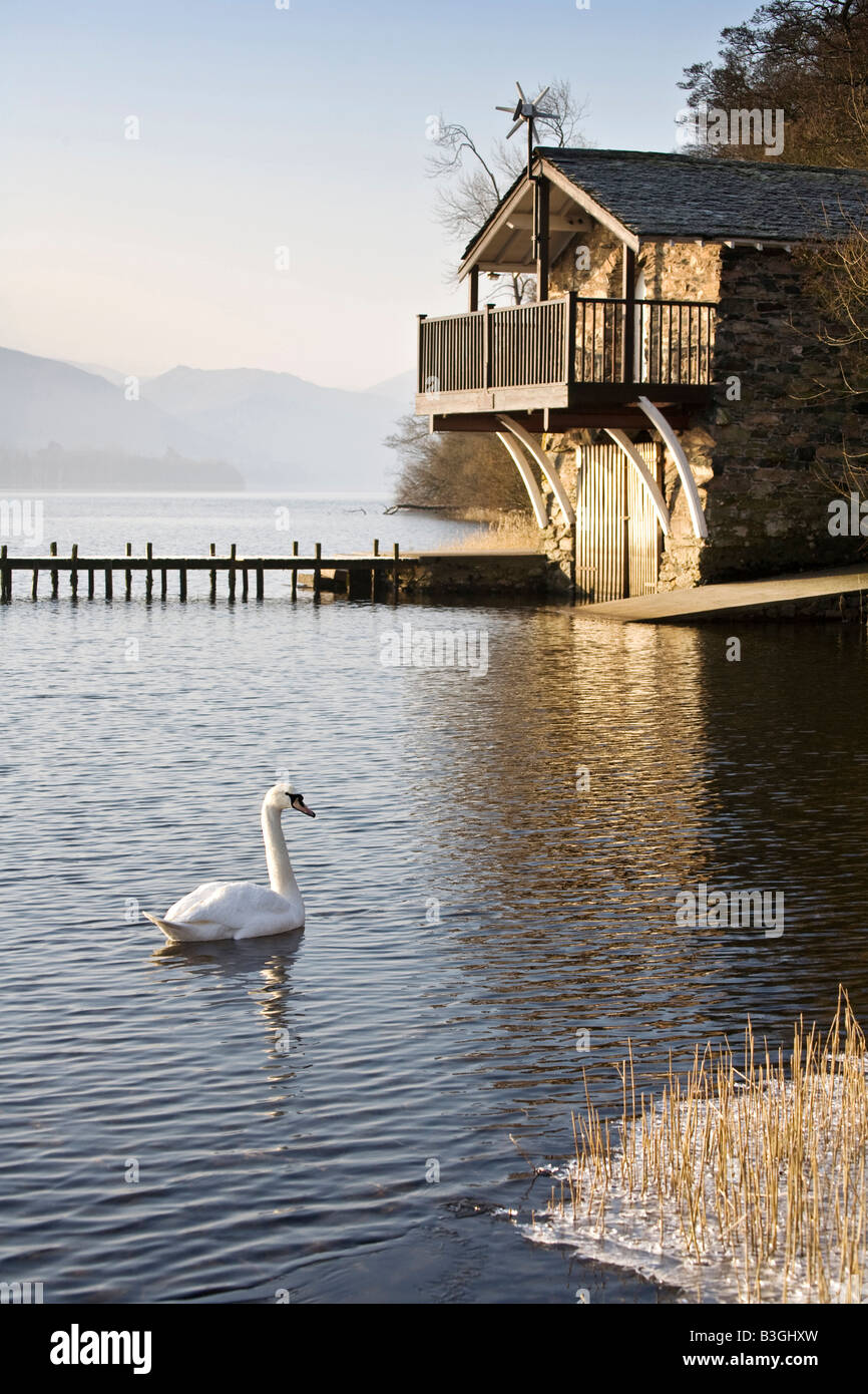 Cigno nuotare in acqua sull'Ullswater ,Lake District, Cumbria Foto Stock
